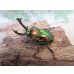画像1: ☆新成虫☆ ニジイロクワガタ♂♀フリーサイズペア販売！！ (1)