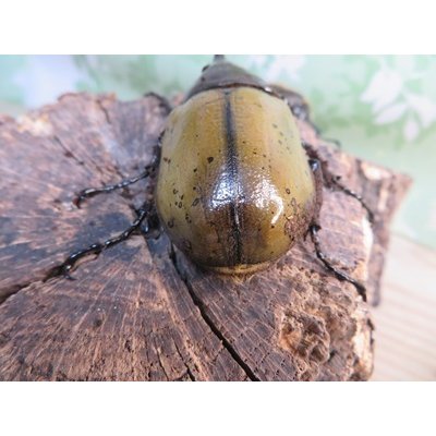 画像3: ☆新成虫☆D.H.レイディ♂60ミリ♀フリーサイズペア販売！！