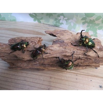 画像5: ☆新成虫☆ ニジイロクワガタ♂♀フリーサイズペア販売！！