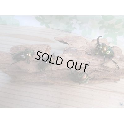 画像5: ☆新成虫☆ ニジイロクワガタ♂♀フリーサイズペア販売！！