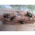 画像5: ☆新成虫☆ ニジイロクワガタ♂♀フリーサイズペア販売！！ (5)