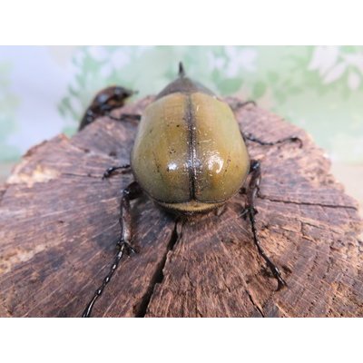 画像3: ☆新成虫☆D.H.レイディ♂58ミリ♀フリーサイズペア販売！！