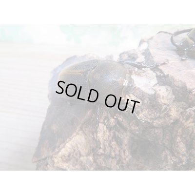 画像4: ☆新成虫☆D.H.レイディ♂58ミリ♀フリーサイズペア販売！！