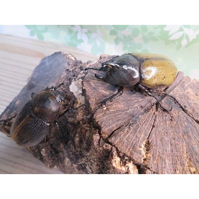 画像5: ☆新成虫☆D.H.レイディ♂60ミリ♀フリーサイズペア販売！！