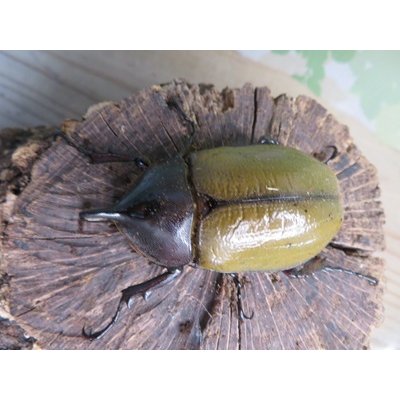 画像2: ☆新成虫☆D.H.レイディ♂58ミリ♀フリーサイズペア販売！！