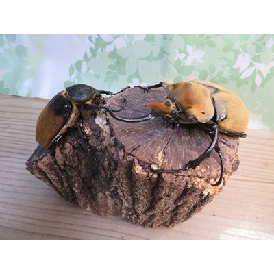 画像5: ☆新成虫☆エレファスゾウカブト♂111ミリ♀70ミリペア販売！！