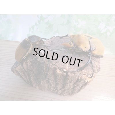 画像5: ☆新成虫☆エレファスゾウカブト♂111ミリ♀70ミリペア販売！！