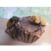 画像5: ☆新成虫☆エレファスゾウカブト♂111ミリ♀70ミリペア販売！！ (5)