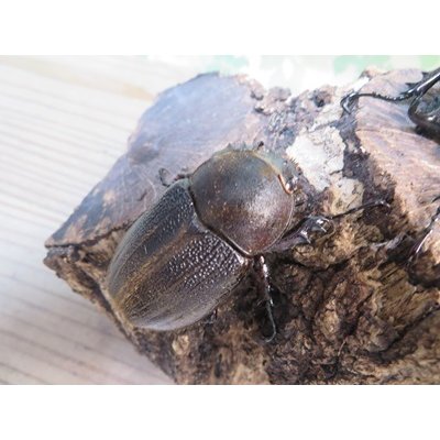 画像4: ☆新成虫☆D.H.レイディ♂60ミリ♀フリーサイズペア販売！！