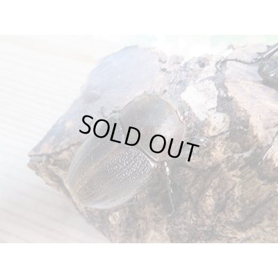 画像4: ☆新成虫☆D.H.レイディ♂60ミリ♀フリーサイズペア販売！！