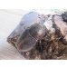 画像4: ☆新成虫☆D.H.レイディ♂60ミリ♀フリーサイズペア販売！！ (4)