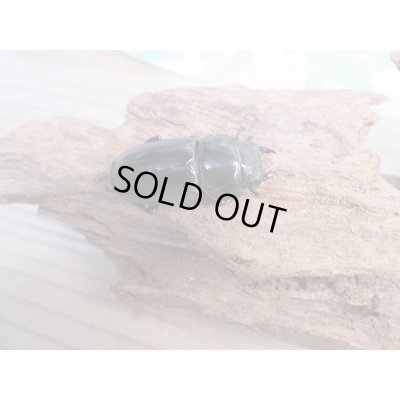 画像4: ☆アチェ産☆アルキデスヒラタクワガタ♂80ミリ♀38ミリペア販売！！
