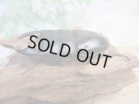 ☆アチェ産☆アルキデスヒラタクワガタ♂80ミリ♀38ミリペア販売！！