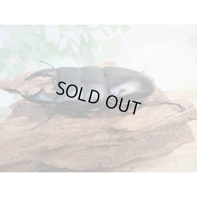 画像1: ☆アチェ産☆アルキデスヒラタクワガタ♂80ミリ♀38ミリペア販売！！