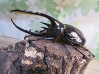 ☆新成虫☆ネプチューンオオカブト♂117ミリ♀65ミリペア販売！！