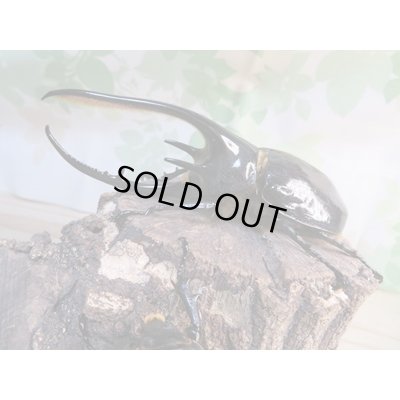 画像1: ☆新成虫☆ネプチューンオオカブト♂117ミリ♀65ミリペア販売！！