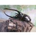 画像1: ☆新成虫☆ネプチューンオオカブト♂117ミリ♀65ミリペア販売！！ (1)
