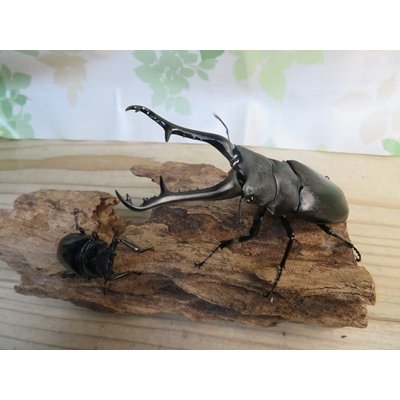 画像5: No.1☆新成虫☆ギラファノコギリクワガタ（亜種ケイスケ）♂108ミリ♀50ミリペア販売！！