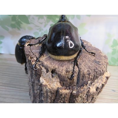 画像3: ☆新成虫☆ネプチューンオオカブト♂117ミリ♀65ミリペア販売！！
