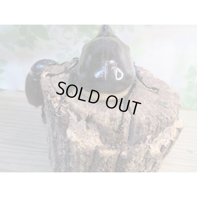 画像3: ☆新成虫☆ネプチューンオオカブト♂117ミリ♀65ミリペア販売！！