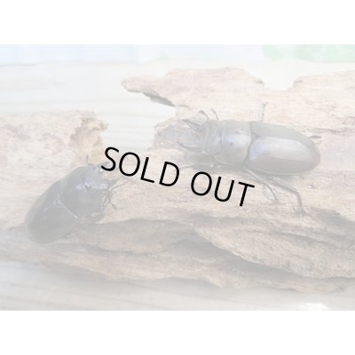 画像5: ☆最高峰☆フルストルファーオウゴンオニクワガタ♂45ミリ♀39ミリペア販売！！