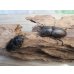 画像5: ☆最高峰☆フルストルファーオウゴンオニクワガタ♂45ミリ♀39ミリペア販売！！ (5)