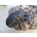 画像4: ☆新成虫☆サタンオオカブト♂93ミリ♀62ミリペア販売！！ (4)