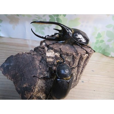 画像5: ☆新成虫☆ネプチューンオオカブト♂117ミリ♀65ミリペア販売！！