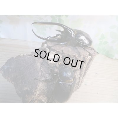 画像5: ☆新成虫☆ネプチューンオオカブト♂117ミリ♀65ミリペア販売！！