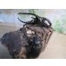 画像5: ☆新成虫☆ネプチューンオオカブト♂117ミリ♀65ミリペア販売！！ (5)