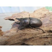 ☆最高峰☆フルストルファーオウゴンオニクワガタ♂45ミリ♀39ミリペア販売！！