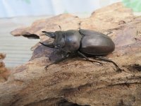 ☆最高峰☆フルストルファーオウゴンオニクワガタ♂45ミリ♀39ミリペア販売！！