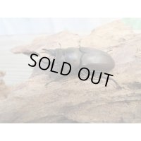 ☆最高峰☆フルストルファーオウゴンオニクワガタ♂45ミリ♀39ミリペア販売！！