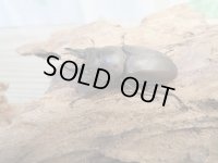 ☆最高峰☆フルストルファーオウゴンオニクワガタ♂45ミリ♀39ミリペア販売！！