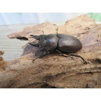 画像1: ☆最高峰☆フルストルファーオウゴンオニクワガタ♂45ミリ♀39ミリペア販売！！