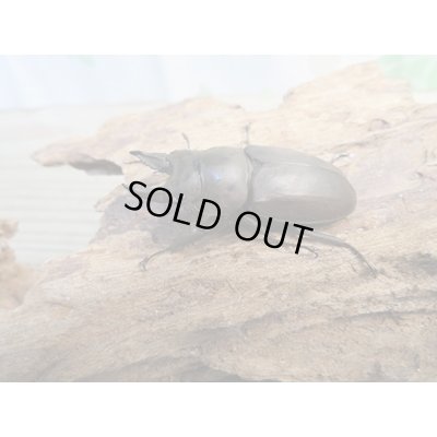 画像1: ☆最高峰☆フルストルファーオウゴンオニクワガタ♂45ミリ♀39ミリペア販売！！