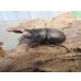 画像1: ☆最高峰☆フルストルファーオウゴンオニクワガタ♂45ミリ♀39ミリペア販売！！ (1)