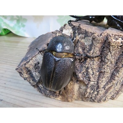 画像4: ☆新成虫☆ネプチューンオオカブト♂117ミリ♀65ミリペア販売！！