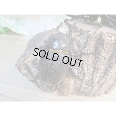 画像4: ☆新成虫☆ネプチューンオオカブト♂117ミリ♀65ミリペア販売！！