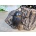 画像4: ☆新成虫☆ネプチューンオオカブト♂117ミリ♀65ミリペア販売！！ (4)