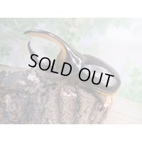 ☆新成虫☆サタンオオカブト♂93ミリ♀62ミリペア販売！！