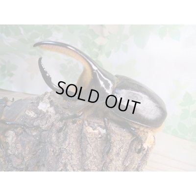 画像1: ☆新成虫☆サタンオオカブト♂93ミリ♀62ミリペア販売！！