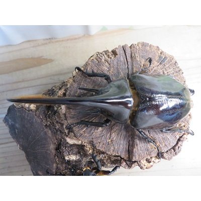 画像2: ☆新成虫☆ネプチューンオオカブト♂117ミリ♀65ミリペア販売！！