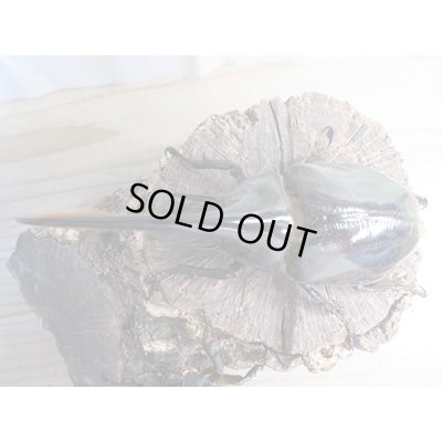画像2: ☆新成虫☆ネプチューンオオカブト♂117ミリ♀65ミリペア販売！！