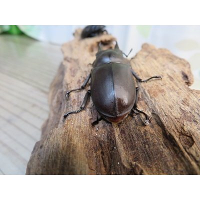 画像3: ☆最高峰☆フルストルファーオウゴンオニクワガタ♂45ミリ♀39ミリペア販売！！