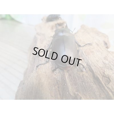 画像3: ☆最高峰☆フルストルファーオウゴンオニクワガタ♂45ミリ♀39ミリペア販売！！