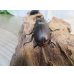 画像3: ☆最高峰☆フルストルファーオウゴンオニクワガタ♂45ミリ♀39ミリペア販売！！ (3)