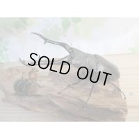 No.1☆新成虫☆ギラファノコギリクワガタ（亜種ケイスケ）♂108ミリ♀50ミリペア販売！！