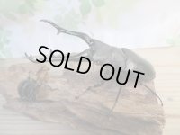 No.1☆新成虫☆ギラファノコギリクワガタ（亜種ケイスケ）♂108ミリ♀50ミリペア販売！！