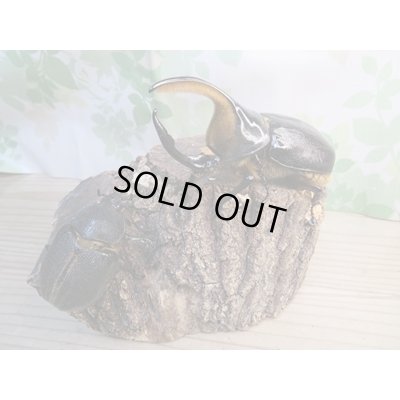 画像5: ☆新成虫☆サタンオオカブト♂93ミリ♀62ミリペア販売！！